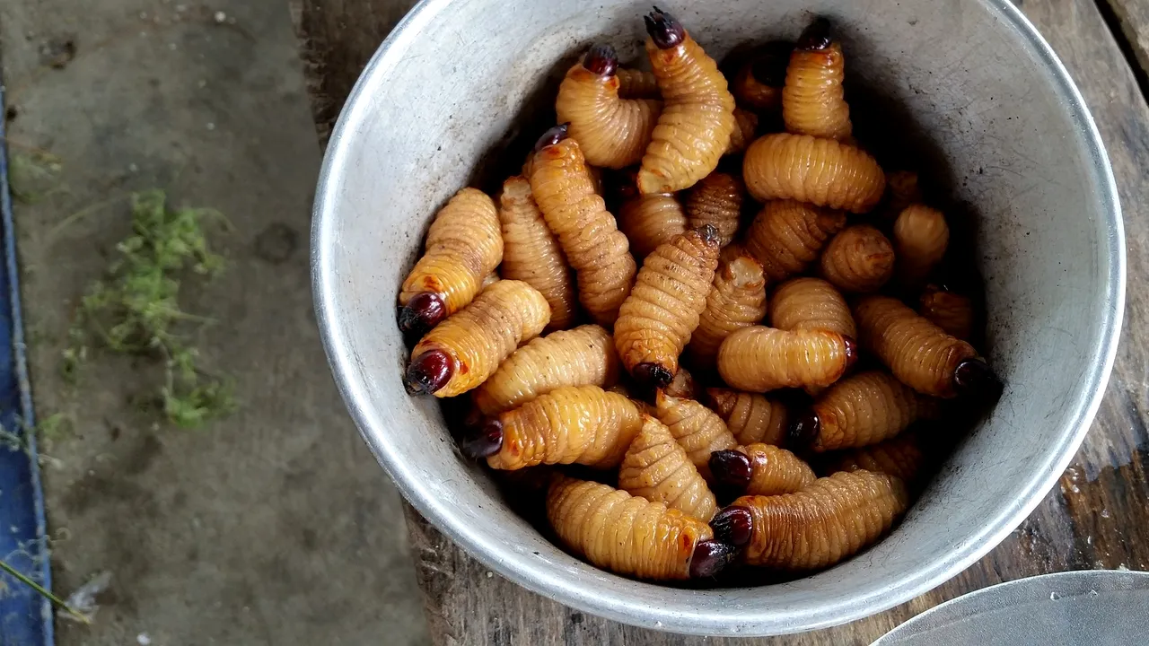 Ce se întâmplă când înghiți un pumn de VIERMI vii pentru a grăbi vindecarea? O femeie din China a aflat acest lucru pe propria piele