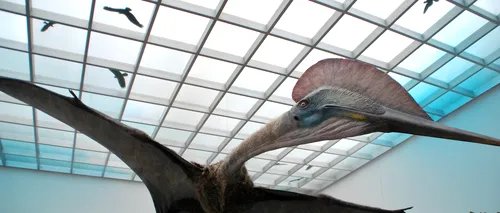 Cel mai mare dinozaur zburător din lume, descoperit în România, expus la Antipa