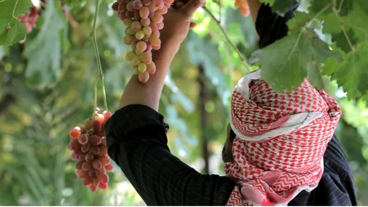 Reportaj WSJ. Cum arată Califatul în campania de propagandă a ISIS
