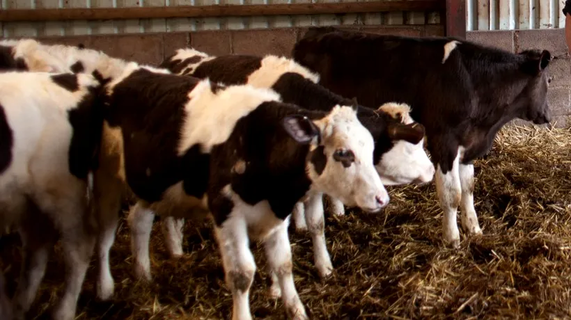 DSVSA Bistrița a testat pentru aflatoxina B furaje de la două ferme de vaci. Rezultatele, negative