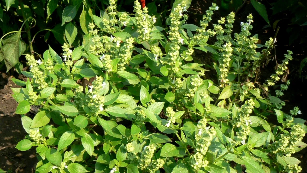 Busuiocul african, condimentul cu care un român din Arad a dat lovitura!