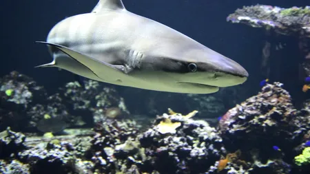 Misterul dispariției a 90% din populația de rechini în urmă cu 19 de milioane de ani. Teoriile oamenilor de știință