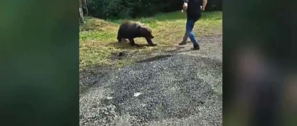 VIDEO | Turist polonez, atacat de un urs pe Transfăgărășan când voia să îl fotografieze. Momentul a fost filmat