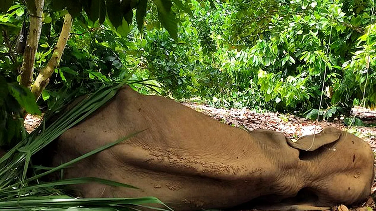 ÎNFIORĂTOR. O femelă elefant a mâncat un ananas în interiorul căruia erau ascunse petarde, folosit de localnici pentru a-și proteja câmpurile împotriva mistreților. Elefantul a decedat în chinuri