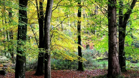 Sindicaliștii Federației Silva contestă reforma Romsilva și anunță PROTESTE: „Pădurile statului sunt în pericol”