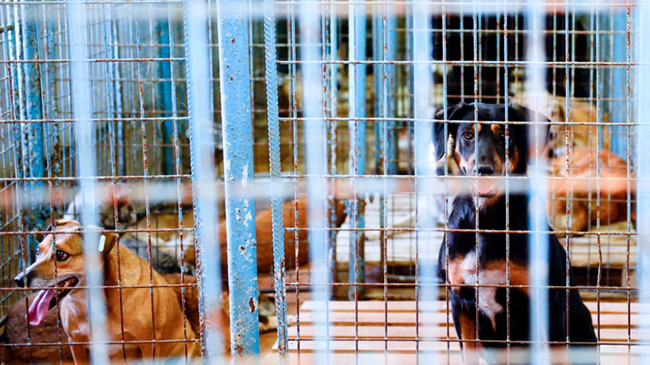 Cetățenii și ONG-urile care adoptă un câine din adăpost vor primi mâncare pentru el timp de 2 luni