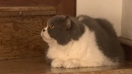 Împărțirea animalelor de companie, subiect de CEARTĂ în cazul unui divorț. Unii soți ajung chiar și în instanță pentru a obține custodia unui patruped