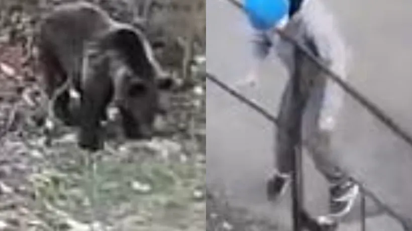 Copii filmați în timp ce se JUCAU la o aruncătură de BĂȚ de o ursoaică cu doi pui - VIDEO