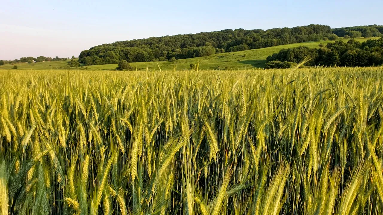 Premieră pentru agricultura românească! Grâul și porumbul din Portul Constanța vor avea cotații proprii pe bursa Euronext