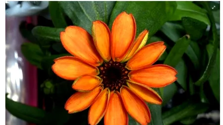 Fotografie inedită: Prima floare crescută în spațiu