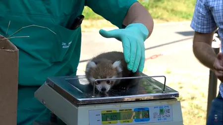 Doi pui de panda roşu s-au născut la grădina zoologică din Brașov