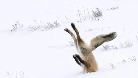 Foto fabulos. Animalele sălbatice, surprinse în cele mai amuzante situații