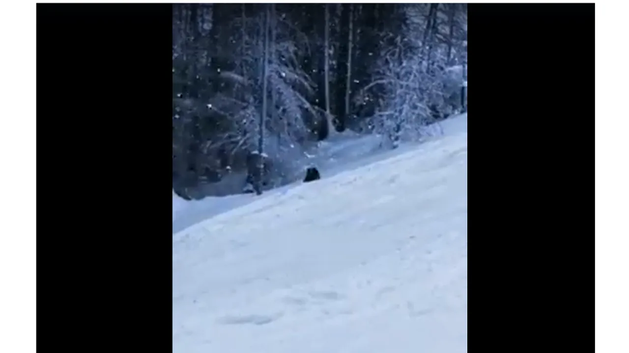 VIDEO Urs filmat pe pârtia Clăbucet, la câțiva metri de turiști