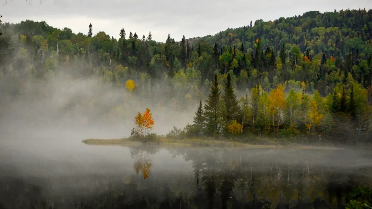 Țipete sinistre într-o pădure din Canada: Imaginile au devenit virale pe rețelele de socializare - VIDEO