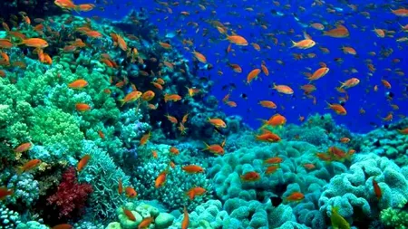Situație GRAVĂ. Cu cât au scăzut populațiile de viețuitoare marine față de anul 1970