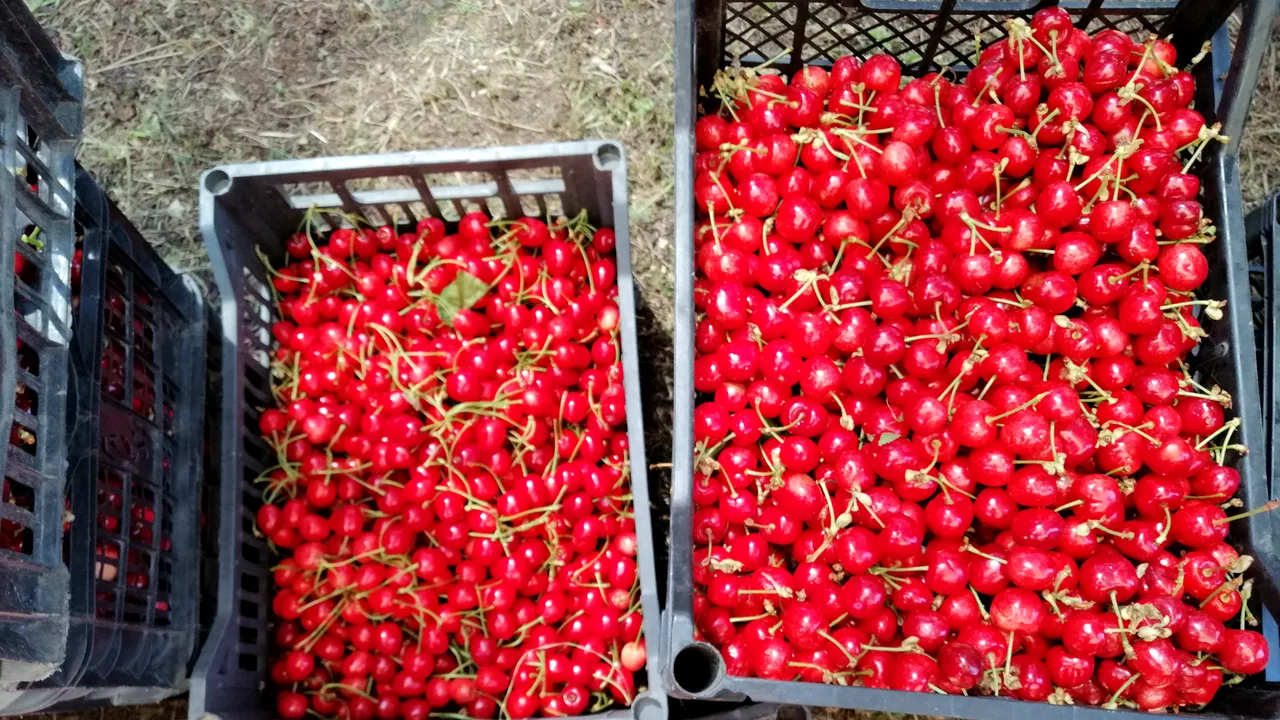 Renumitele cireșe de Comarna au fost compromise de vreme - GALERIE FOTO