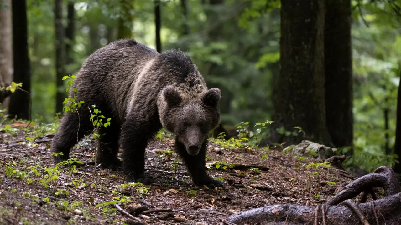 Mesaj RO-ALERT în Sinaia, după ce un urs a fost observat vineri dimineața pe o stradă din stațiune. Ce să NU faci dacă dai nas în nas cu fiara