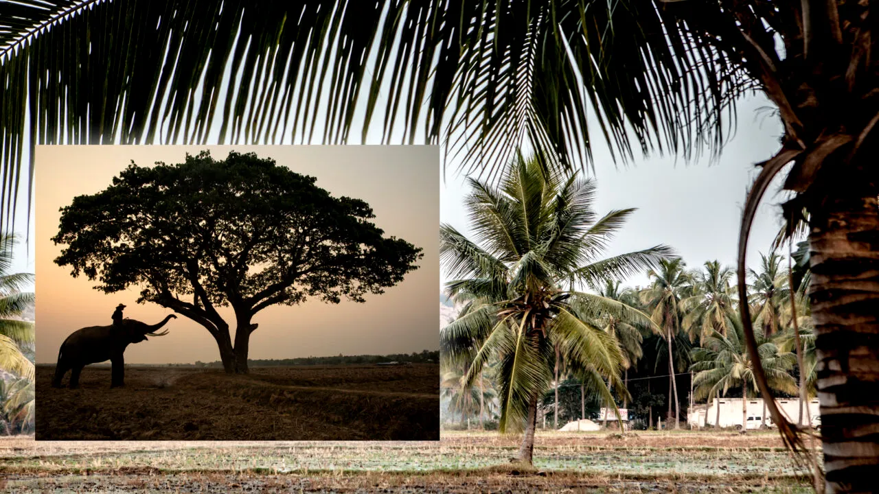 Concediu de coșmar pentru un turist, în India. Cum a ajuns la un pas de moarte din cauza unui selfie. S-a ales și cu amendă