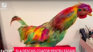 O tânără a deschis o afacere inedită la Craiova cu păsări vopsite și are mulți CLIENȚI în ciuda prețurilor piperate