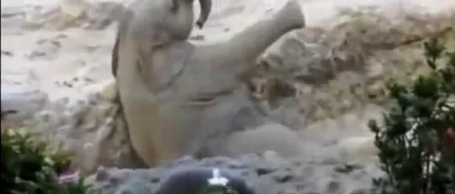 Unul dintre cele mai haioase clipuri cu animale din 2014: Un pui de elefant cade, într-o grădină zoologică elvețiană. Ce s-a întâmplat pe urmă