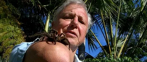 O specie de păianjen a primit numele naturalistului britanic David Attenborough