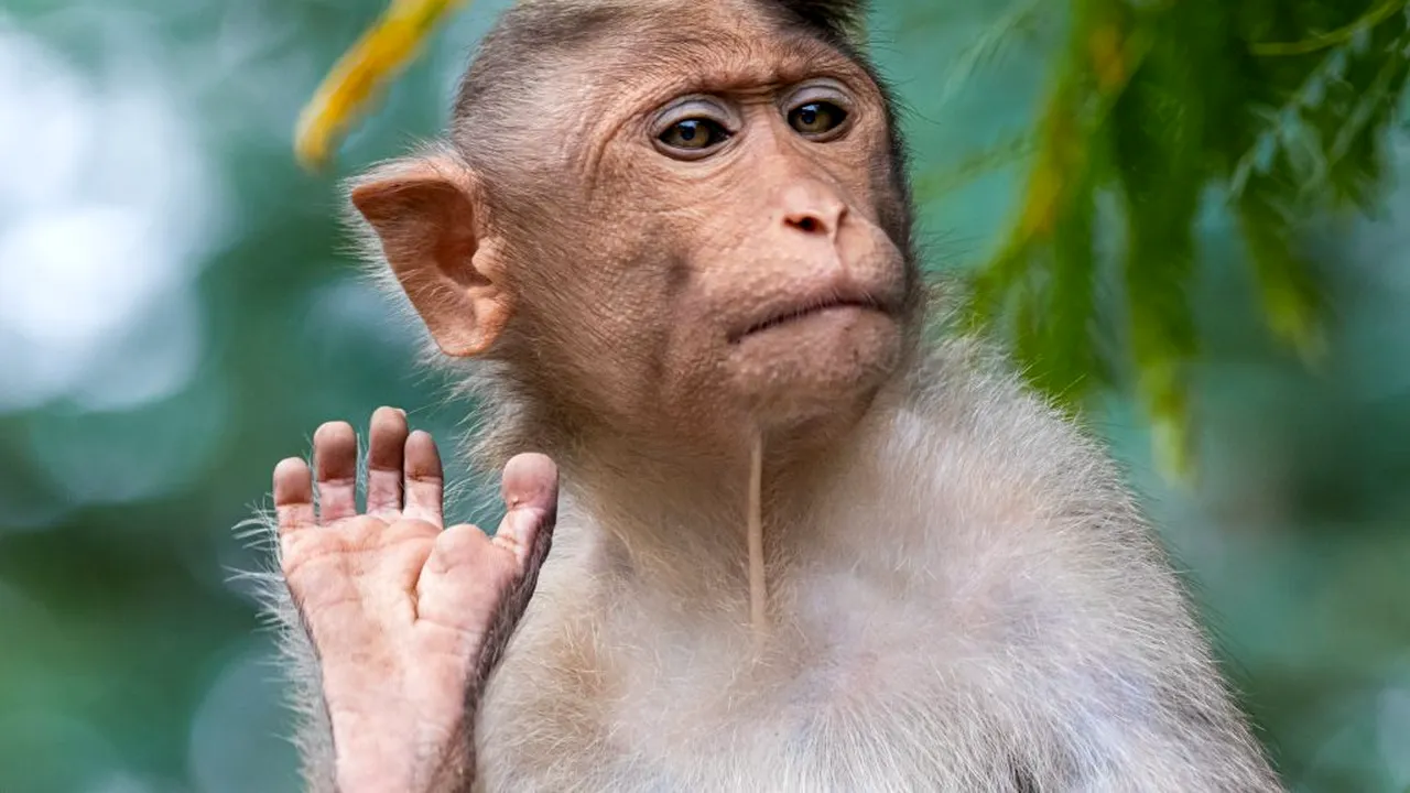 INDIA.  Momentul în care o maimuță ”fură” dintr-un bancomat