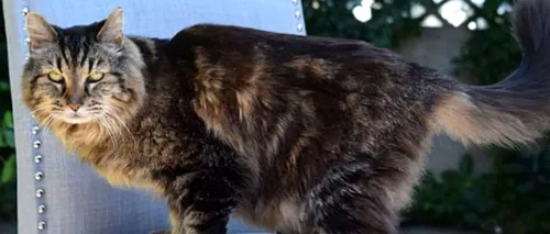 A murit singura „pisică primar din lume. Povestea lui Stubbs, motanul care bea apa dintr-un pahar de Margarita