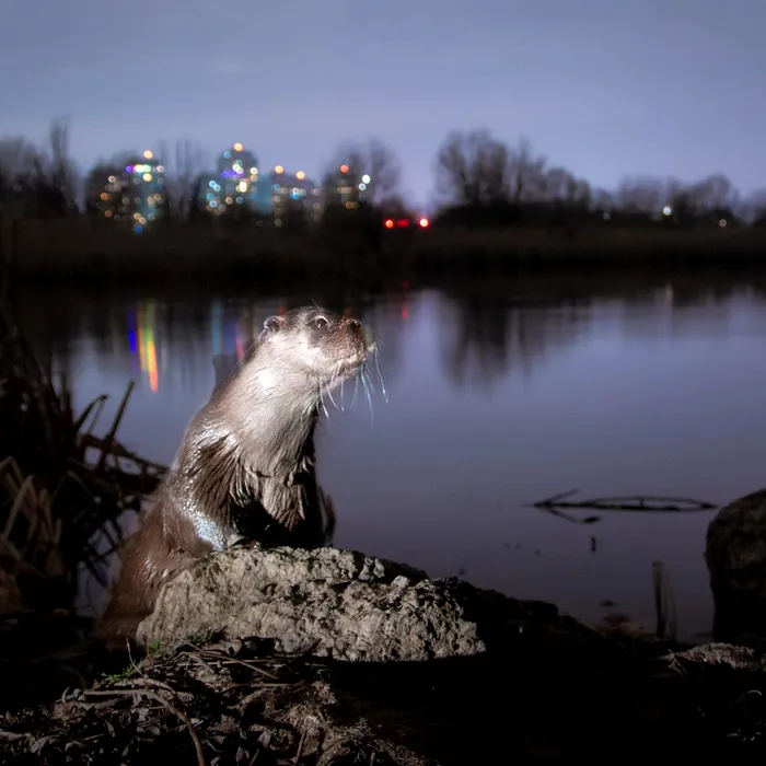 Parcul Natural Văcărești / Sursa foto: Primăria Capitalei
