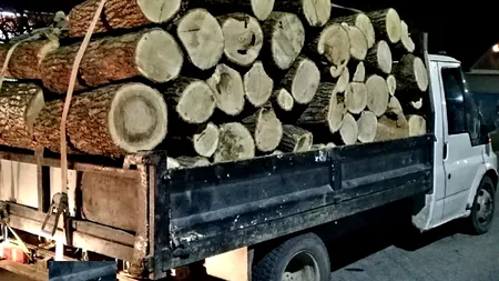 Pădurarii își pun bețe în roate între ei. Direcția Silvică a fost sancționată de Garda Forestieră, iar cazul a ajuns în instanță