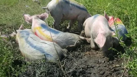 Gest extrem împotriva construirii mega-moscheii din București