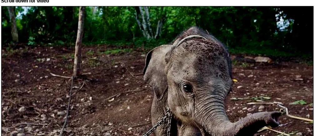 GALERIE FOTO: Act de cruzime în Sumatra. Cum a ajuns în lanțuri un pui de elefant 