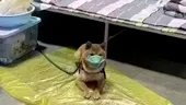 Un câine din China care a fost testat pozitiv cu Covid, a fost plasat în carantină: „A fi blănos nu este o scuză”