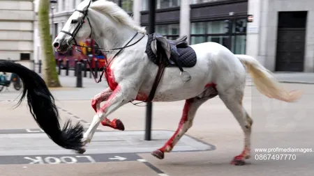 Imagini ȘOCANTE în Londra: Doi cai din Cavaleria Regală au scăpat de sub control/O persoană a fost rănită / A fost nevoie de intervenția Armatei