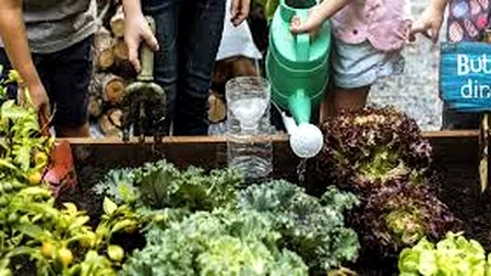 Prima şcoală ”verde” din România va avea panouri solare şi o seră de legume. În Ungaria, programul ”Școala Verde” a fost înființat în anii 2000