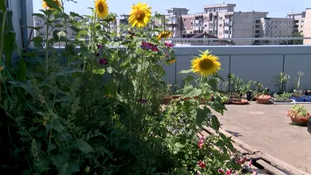 SURPRIZĂ: Ce răsare pe acest acoperiș din Capitală 