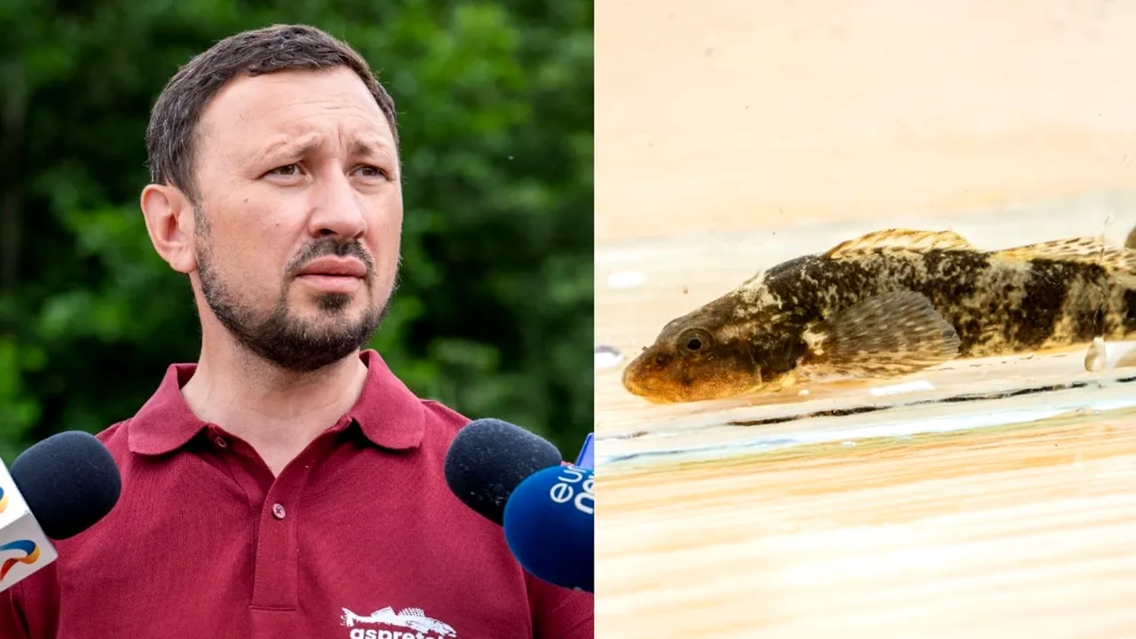 Ministrul Mediului, despre cel mai rar pește de apă dulce, regăsit doar în România: 
