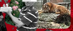 El este angajatul de la Grădina Zoologică din Pitești sfâșiat de tigru! Scena terifiantă s-a petrecut sub ochii colegului său. ”A lăsat ușa deschisă”