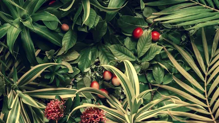 Planta miraculoasă care a fost omologată și în România. Tratează mai multe afecțiuni și alergii