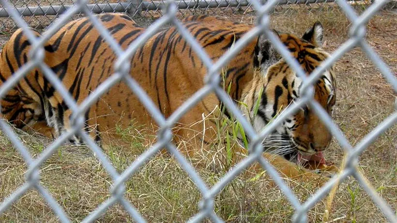 Un tigru a scăpat de la grădina zoologică din Tbilisi și a ucis un bărbat. Animalul a fost împușcat mortal