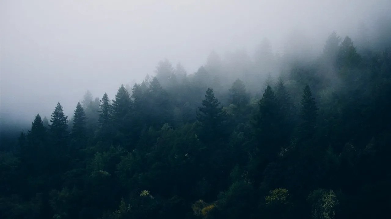 Ministerul Mediului a anunțat că noul sistem de urmărire a materialului lemnos va deveni funcțional de duminică