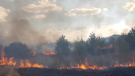 Incendiu puternic de vegetație în parcul Romanescu din Craiova | VIDEO, GALERIE FOTO