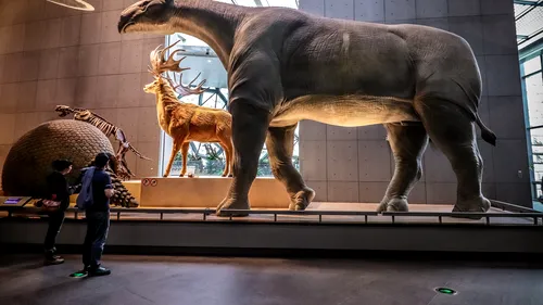 Fosile ale unor rinoceri gigantici, cel mai mare mamifer din lume, au fost descoperite în China: Noua specie avea peste 6 metri înălțime - FOTO