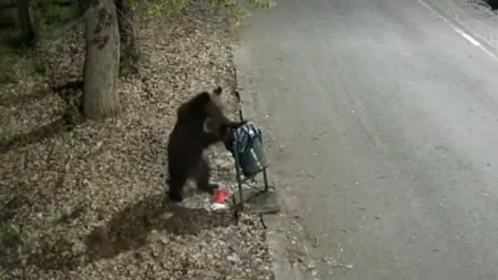 Autoritățile din Târgu Mureș sunt în alertă: un urs a fost surprins în zone frecventate de oameni
