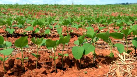 Parlamentul European permite statelor să interzică organismele modificate genetic