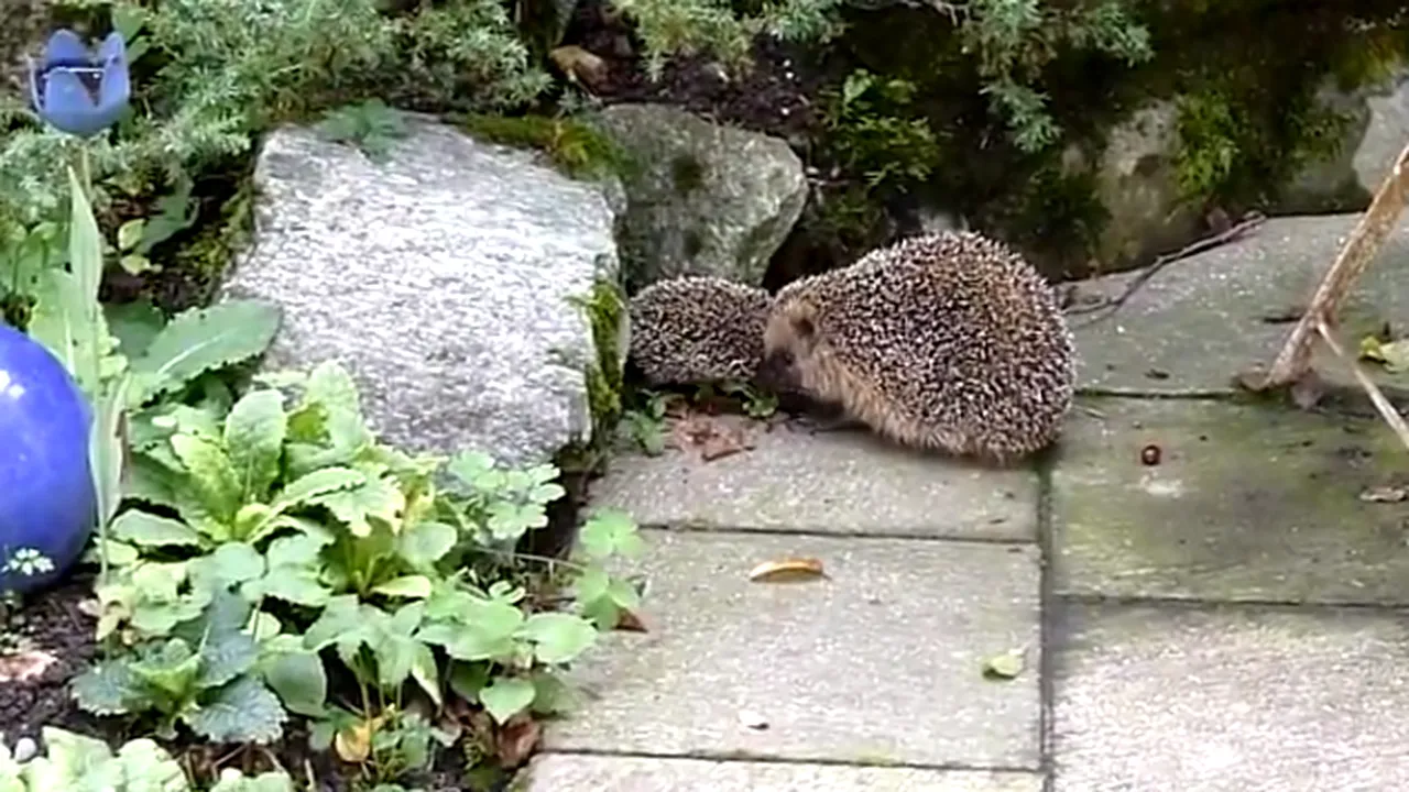 #Sexaricii, coșmarul nesfârșit al germanilor. Experți: „Aricii mârâie zgomotos în timpul ritualului de împerechere care poate să dureze ore întregi