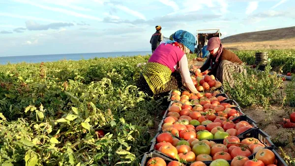 Turcia, unul dintre principalii furnizori de legume ai României, investește 5,3 miliarde de dolari în agricultură