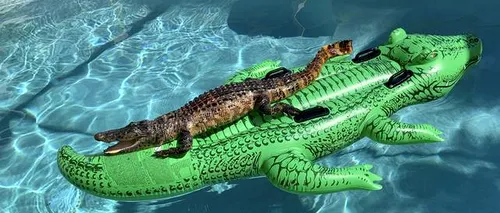Imagine rară: Aligator real surprins în timp ce stătea pe un aligator gonflabil, într-o piscină - VIDEO