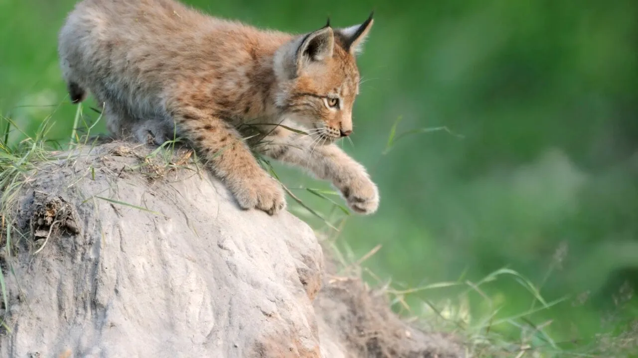 Un râs adus din Polonia, pierdut în Fălticeni după ce a scăpat din lesa proprietarului. Autoritățile din județul Suceava sunt în ALERTĂ maximă