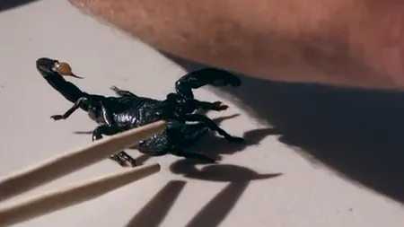 VIDEO. Atacul unui scorpion, filmat cu încetinitorul