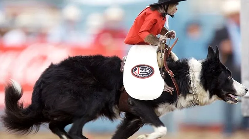 GALERIE FOTO: O maimuță călărește un câine, la un rodeo din SUA